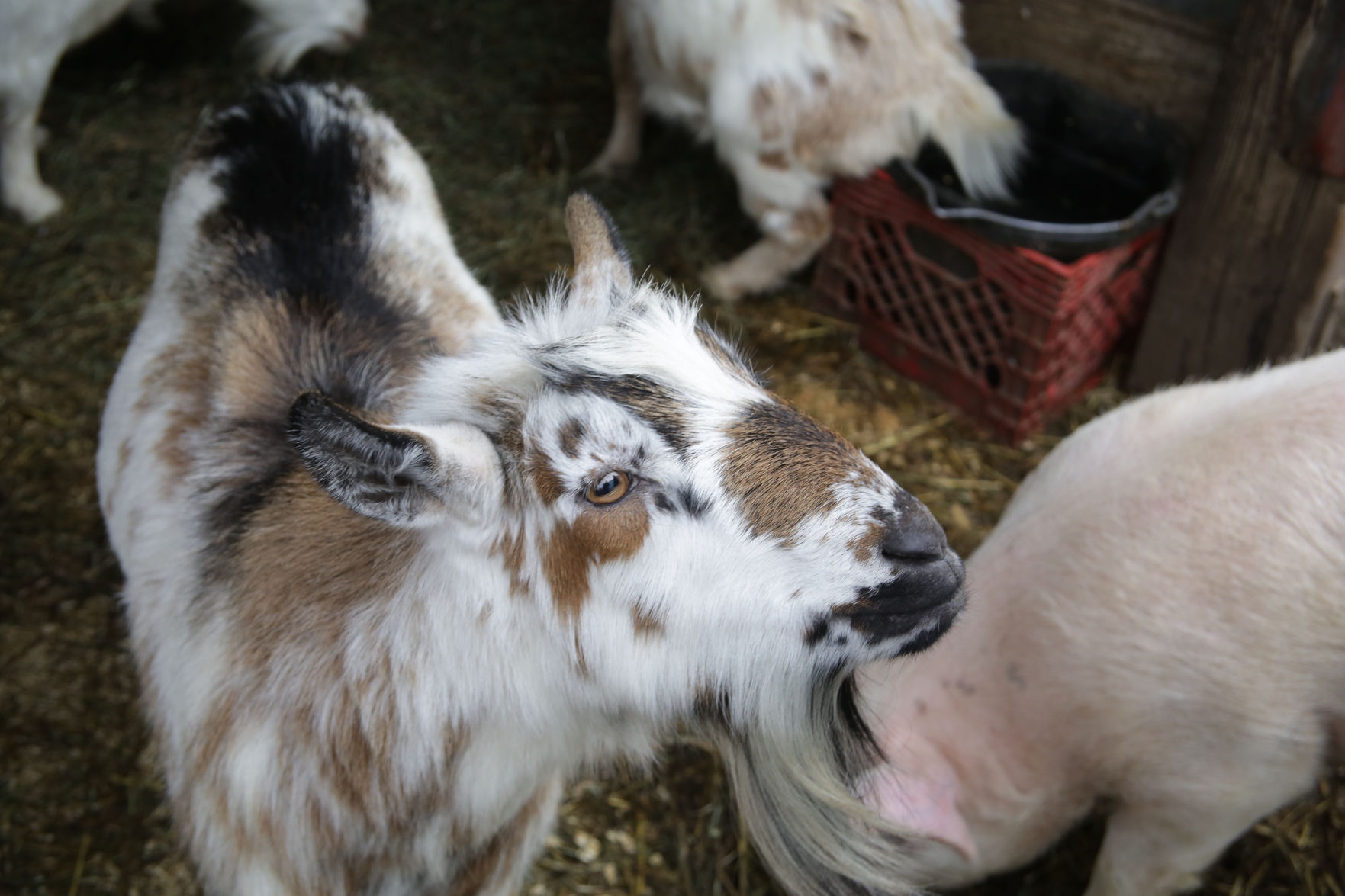 Erin's Farm animal sanctuary
